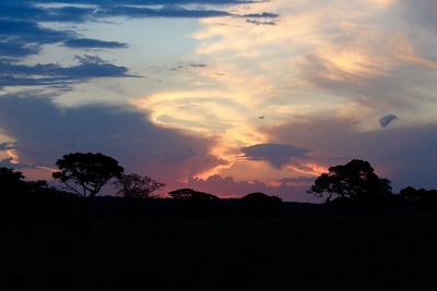 Silhouette of trees at sunset