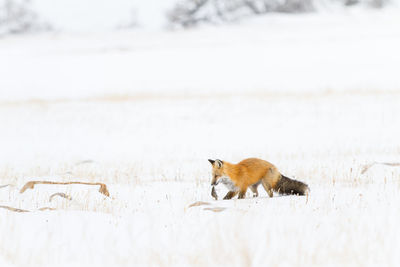 Cat on field during winter