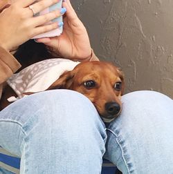 Low section of woman with dog