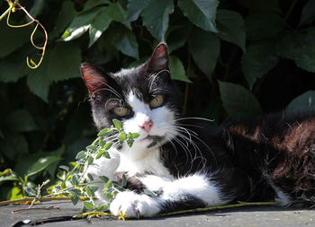 Portrait of a cat