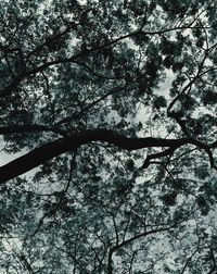 Low angle view of tree against sky