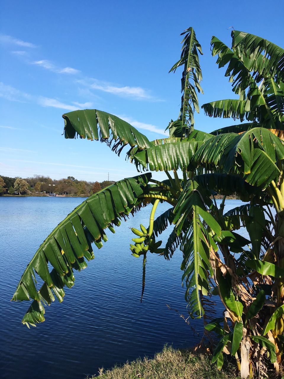 water, nature, tree, no people, lake, beauty in nature, scenics, outdoors, sky, growth, day, tranquil scene