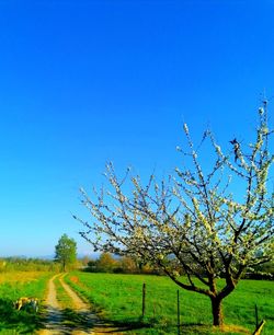 Scenic view of agricultural field against clear blue sky