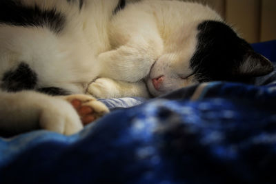 Close-up of cat sleeping on bed