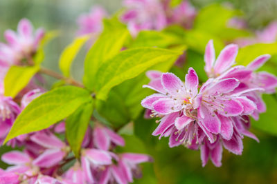 Close-up of pink flowering plant