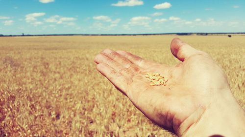 Cropped hand holding grass in field