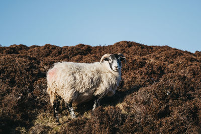 Portrait of sheep standing on mountain against clear sky