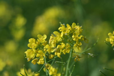 Close-up of yellow flowering plant on field