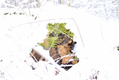 Close-up of plants during winter