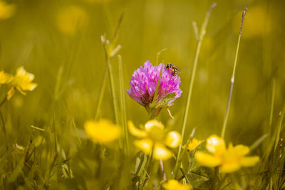 Close-up of bee on cosmos flower