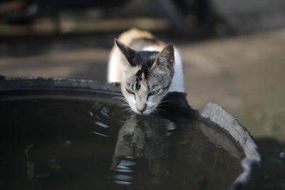 Cat drinking water