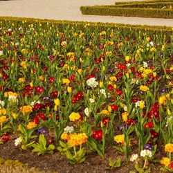 Yellow flowers blooming in field