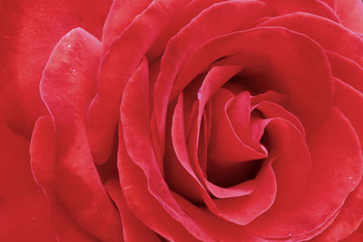 Close-up of red rose