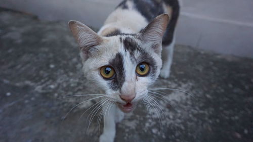Close-up portrait of a cat
