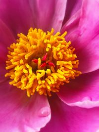 Close-up of pink flower