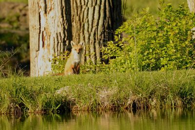 Squirrel sitting on tree trunk in forest