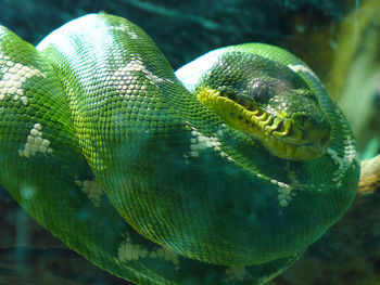 Close-up of an emerald tree boa curled up on a branch. chester zoo