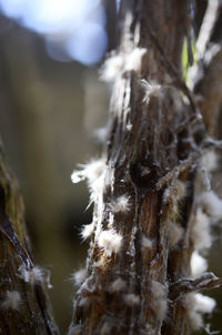 Close-up of tree outdoors