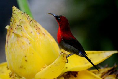 Close-up of bird perching on leaf