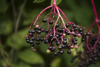 Close-up of berries growing on plant