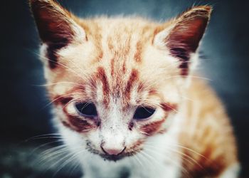 Close-up portrait of cat