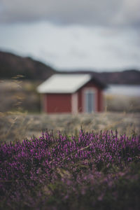 Purple flowering plants on field against wooden hut