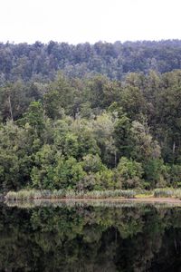 Scenic view of lake in forest against sky