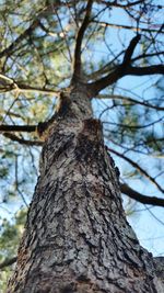 Low angle view of tree trunk