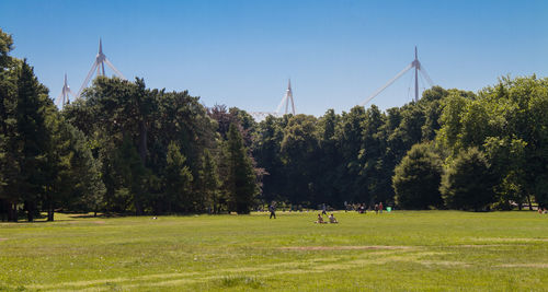 Trees in park