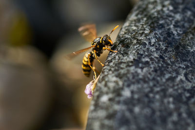 Close-up of wasp on rock