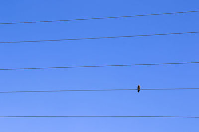 Low angle view of birds on cables against blue sky