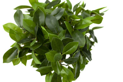 Close-up of green leaves against white background