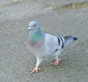 Close-up of pigeon perching on ground