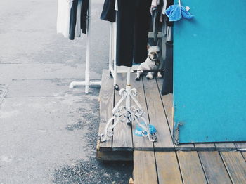 French bulldog relaxing by blue door