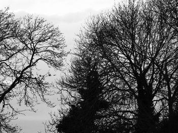 Low angle view of bird on tree against sky