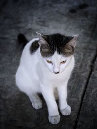 High angle portrait of cat on floor