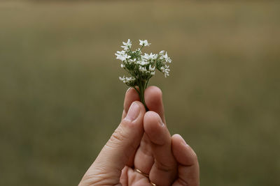 Cropped image of hand holding small plant