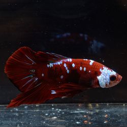 Close-up of fish swimming in sea
