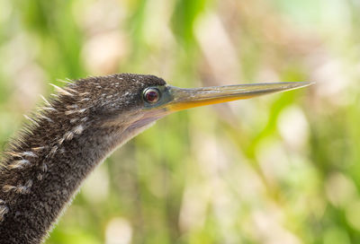 Close-up of a bird