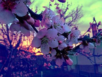 Close-up of flowers blooming on tree