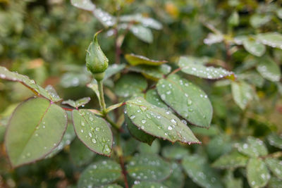 Close-up of wet plant leaves during rainy season