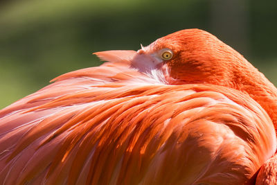 Close-up of flamingo on sunny day