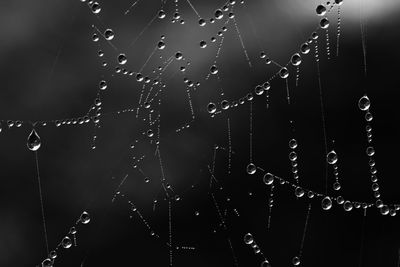 Close-up of water drops on spider web