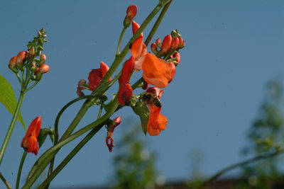 Close-up of red flowering plant against orange sky