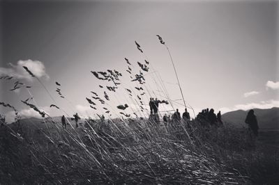 Flock of birds on field against sky