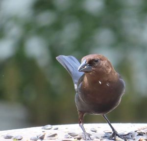 Close-up of bird perching on wall