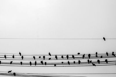 Low angle view of birds flying against sky