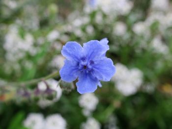 flowering plant