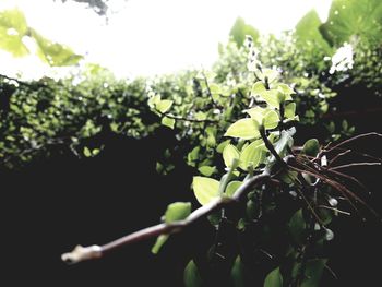 Low angle view of plant against clear sky