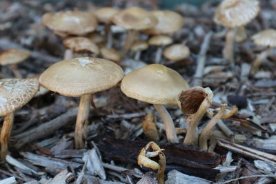 Close-up of mushrooms growing on field